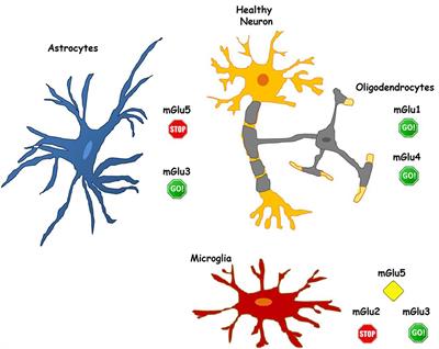 Metabotropic Glutamate Receptors in Glial Cells: A New Potential Target for Neuroprotection?